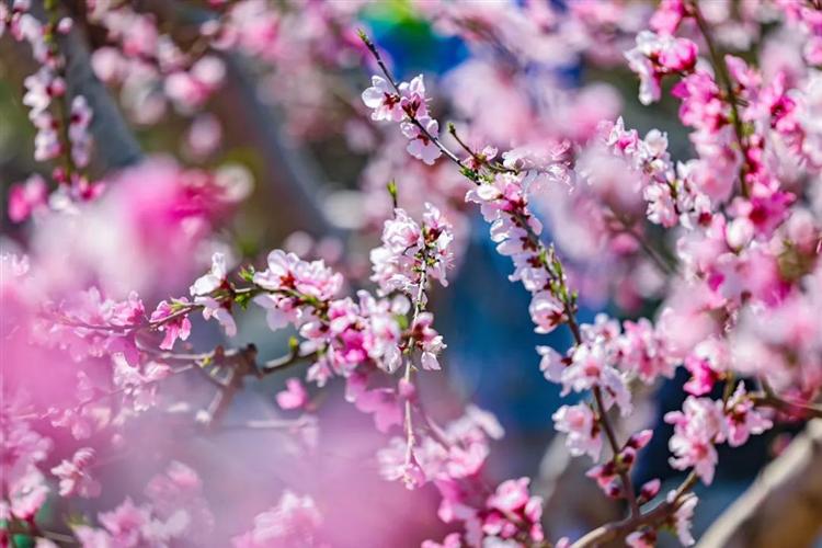 沿着黄河走“花”路！河南文旅邀你共赴春日赏花盛