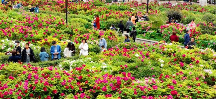 第42届中国洛阳牡丹文化节开幕！10项主体活动、35项联动活动！