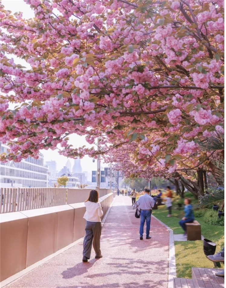 上海这里免费赏晚樱！粉色浪漫倒计时!