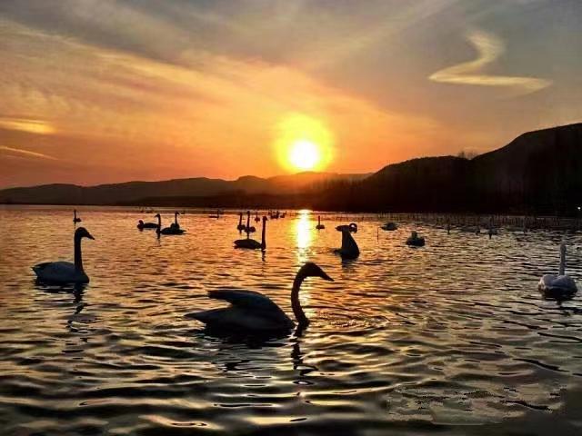 一图读懂！河南文旅的和美旅途→